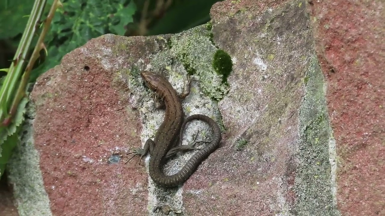 Levendbarende hagedis - Zootoca vivipara - Annelies van Klinken