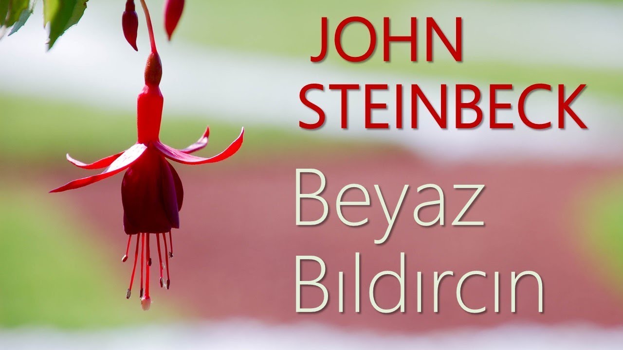 "Beyaz Bıldırcın" John STEINBECK sesli öykü tek parça Akın ALTAN