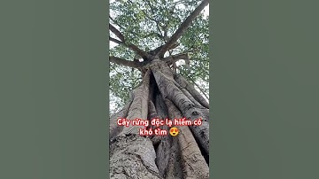 Cây rừng độc lạ hiếm có khó tìm trên tây nguyên.