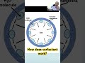 How does surfactant work?