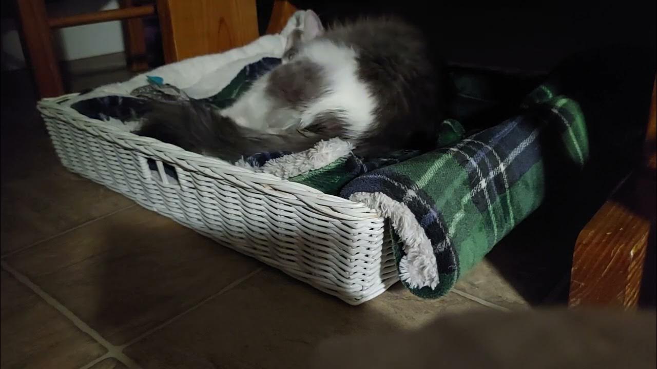 Pregnant cat going into labor YouTube