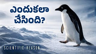 PENGUIN ఎందుకలా చేసింది? The Penguin That Walked Away | Scientific Reason