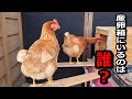 産卵箱に入っている不審者は誰？【ニワトリの警戒】#50