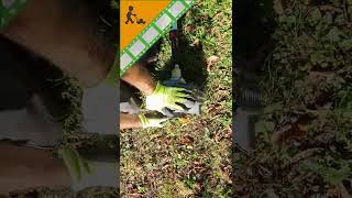 Il Tagliasiepi Blackstone Bci 430L Tronca I Rami Degli Alberi