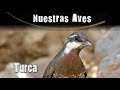 TURCA - Serie Nuestras Aves