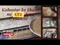 Kabootar ko khane me kya dena chahiye 🕊️/ kabtar ko dana de diya / Neeraj0047
