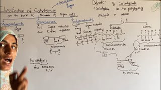 Carbohydrates & Sugers |classification |Biomolecules | carbohydrate chemistry