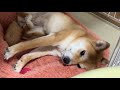 餃子はみそで食べる?柴犬小夏のKonachannel がライブ配信中!
