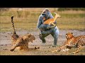 Невероятные моменты в мире животных