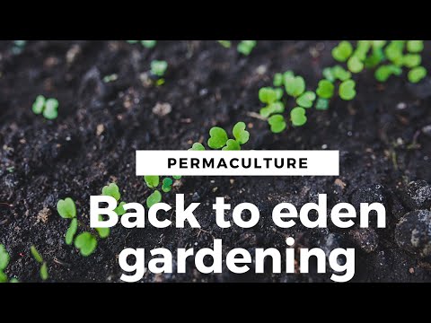 Results from The Permaculture Back To Eden Wood chips Garden