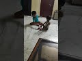 #cutebaby #viral #shortvideo