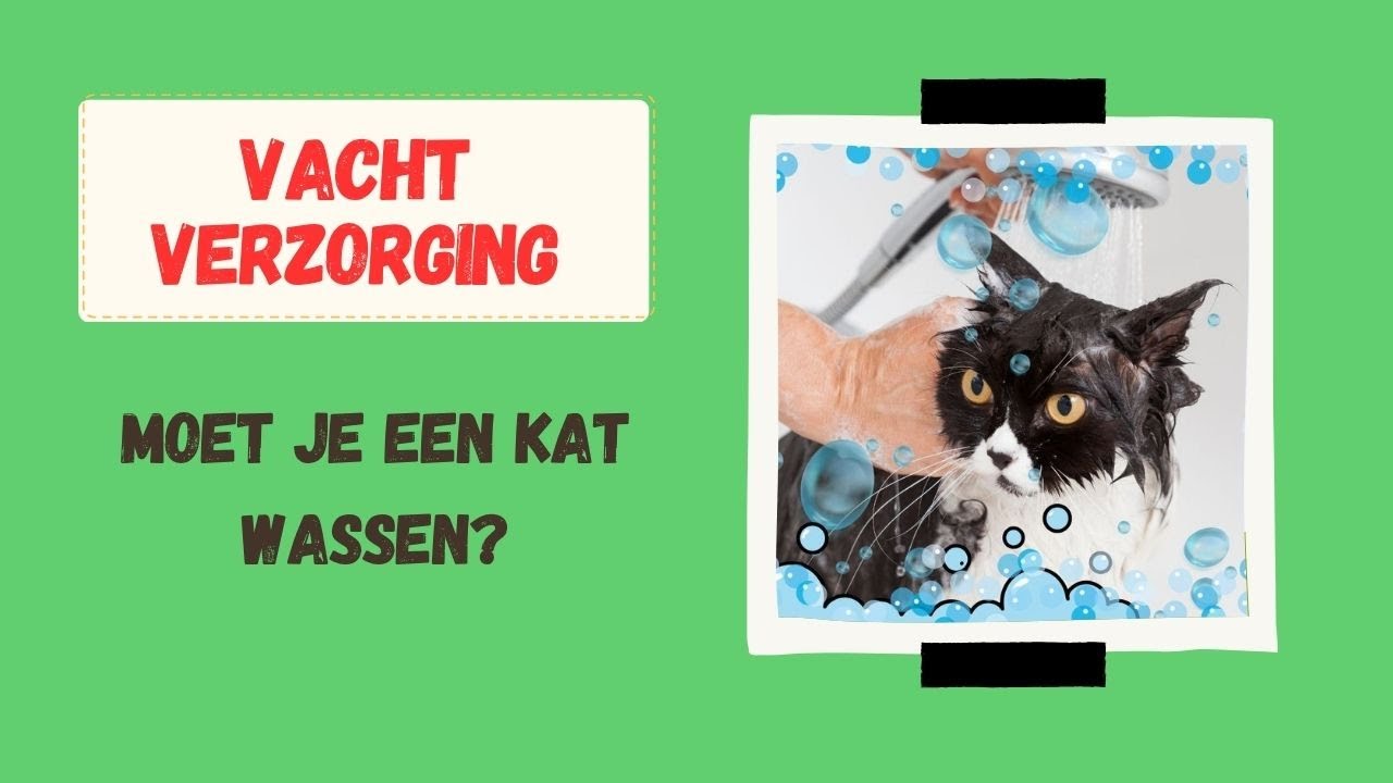 Een kat wassen: wel of niet doen?