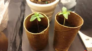 Micro grow progress