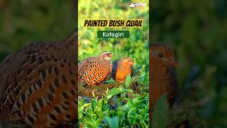 The Stunning Painted Bush Quail of Kotagiri 🌿 | Rare Nilgiri Bird