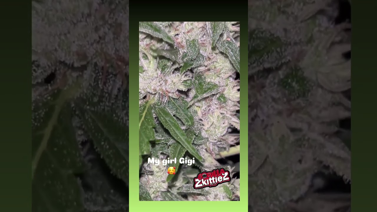 🍬Gorilla Zkittlez Auto 🦍 Fast Buds | indica grown by blooms and buds