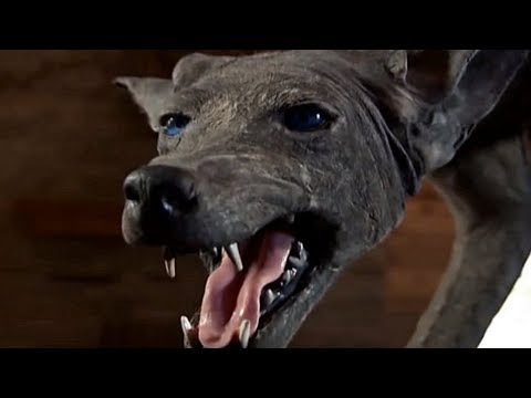 Video: Chupacabra, Goat Vampire, A Creature From An Alien World - Alternative View