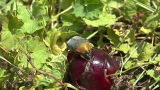 Green June Beetle adults 2023