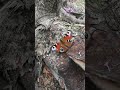 kiedy motyl patrzy
