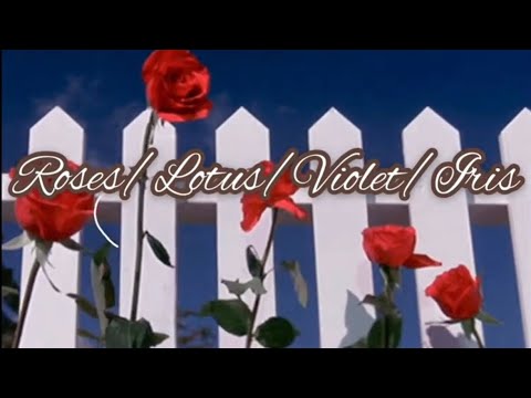 hayley-williams---roses/lotus/violet/iris-(lyrics)
