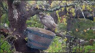 4 14 21 female great horned owl brings rabbit both adults hooting