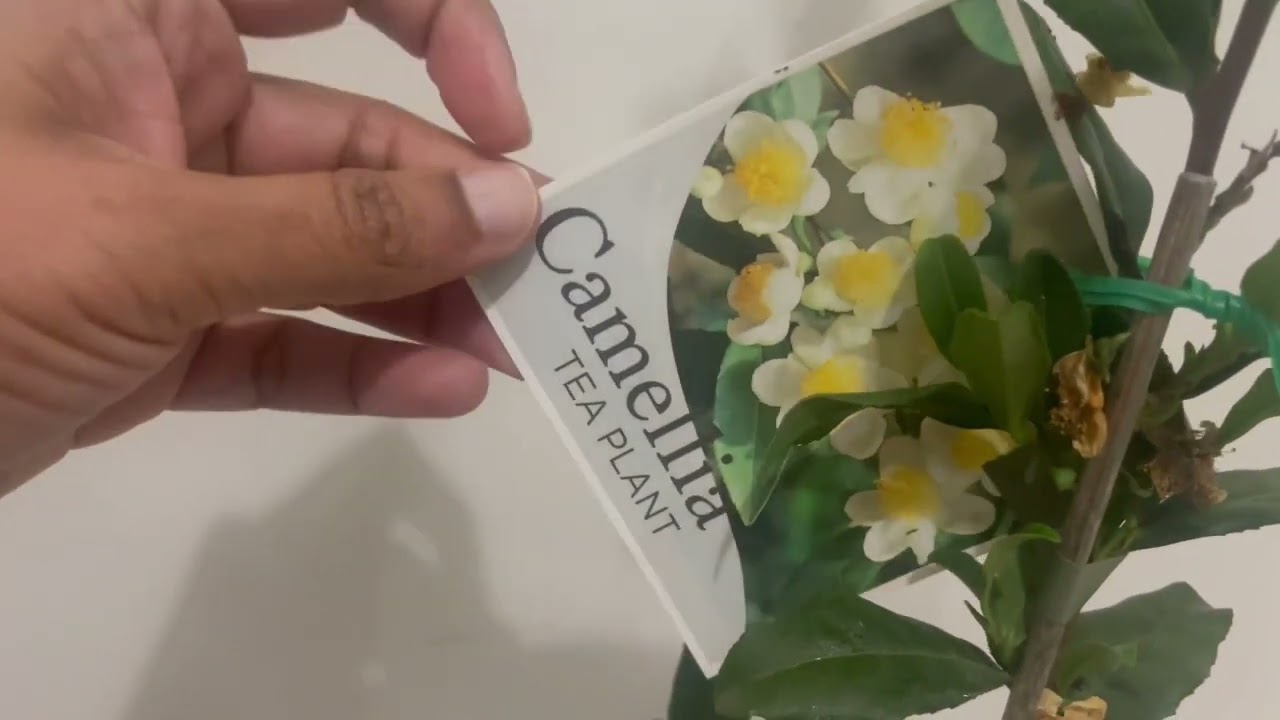 Grow your own tea; tea plant ; green tea, black tea, Oolong tea.