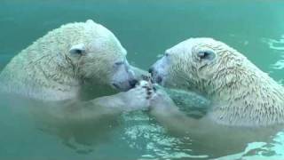 ホッキョグマ イコロ＆キロル　兄弟なかよく(おびひろ動物園）