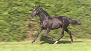 Vidéo Lot 0700 Maharani Rainbow - Ventes De Trotteurs De Caen - 29 Septembre 2023