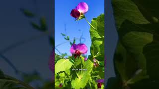 Download Lagu Flower Garden 268 MP3