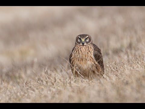 Peaceful Paths 3-2025 Nature Video