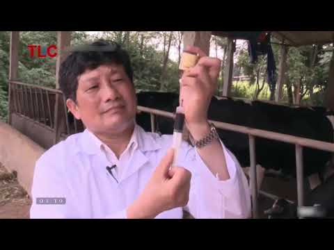 Video cách phòng bệnh tiên mao trùng (bệnh ký sinh trùng... - youtube