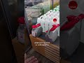 Аннексированный Крым переживает очередной топливный кризис