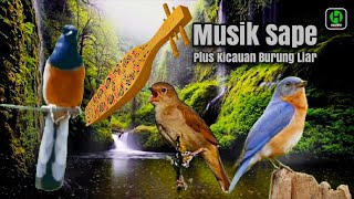 Download lagu Musik Sape Plus Kicauan Burung Liar Dan Hujan