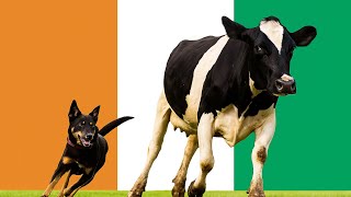 Elections du 25 Octobre 2025🇨🇮 vide