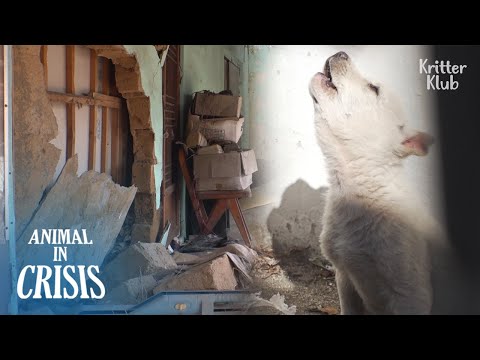 Video: Pet Sudu: Anjing Dijumpai Alive di Rumah Mud-Filled, Shelter Kelihatan untuk Cuddlers Kitten