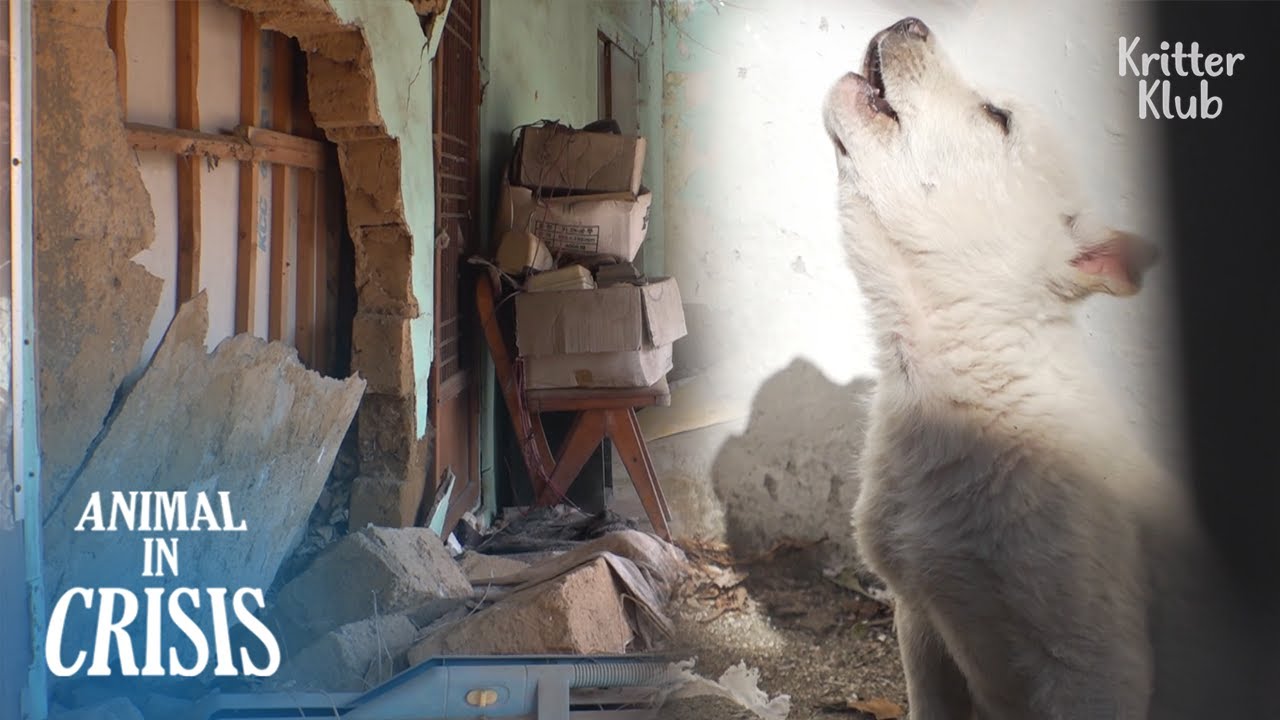 Only Dogs Remain In An Empty Village After People Move Out Part 1 only-dogs-remain-in-an-empty-village-after-people-move-out-part-1
