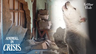 Only Dogs Remain In An Empty Village After People Move Out (Part 1) | Animal in Crisis Ep 335