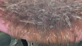 Lottery to apply for Maine elver fishing license now open