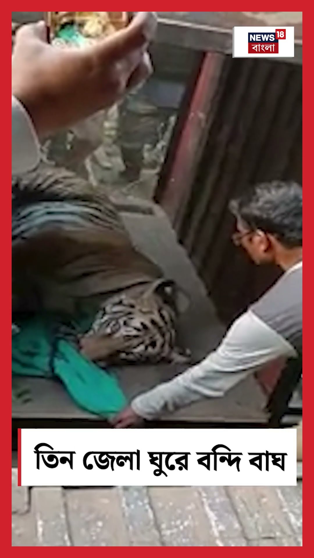তিন জেলা ঘুরে বন্দি বাঘ #shorts