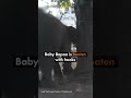 Elephant baby Bapao is tied up, beaten and isolated as part of her training.