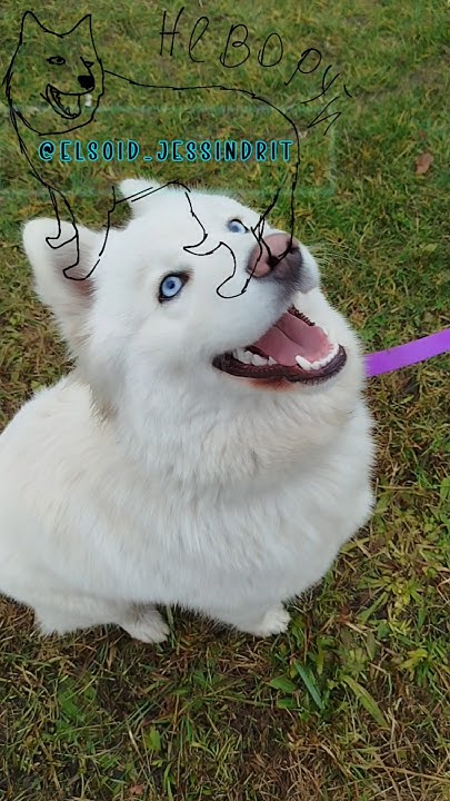 Было ли вам интересно почему Самоед так называется? #husky # ...