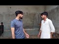 Jursy sahiwal cross bachri vip quality important line.please like shire subscribe my Chanel.