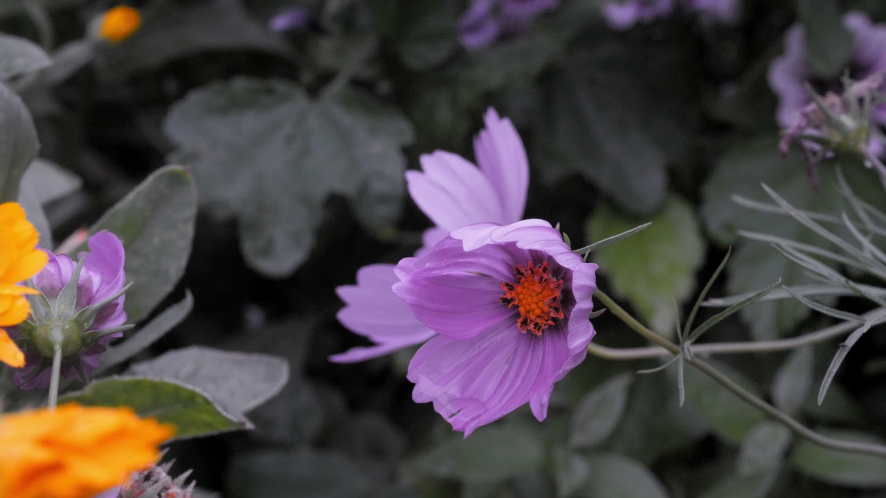 Viltrox NF-M43X Macro Lens Test