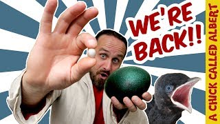 Celebrity Eggs and Animals Channel Trailer Net Worth