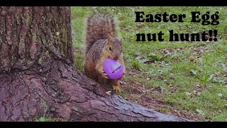Easter egg nut hunt w/squirrels | pt.1