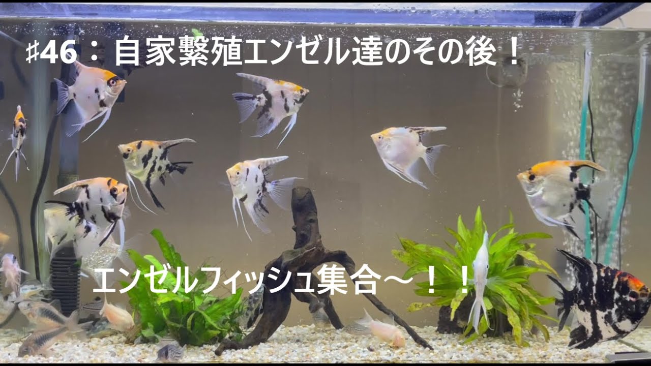 #46：自家繫殖エンゼル達のその後！