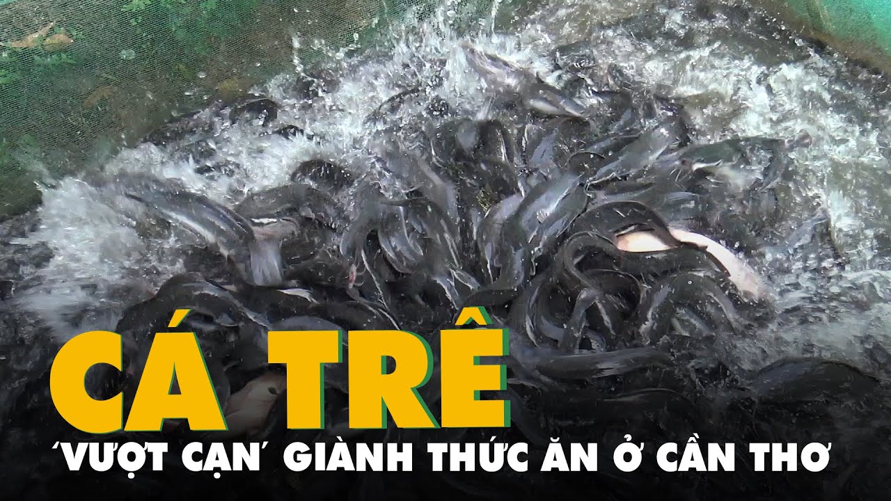Đã mắt xem cá trê 'vượt cạn' giành thức ăn ở Cần Thơ - youtube