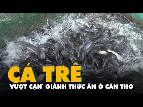 Video Đã mắt xem cá trê 'vượt cạn' giành thức ăn ở Cần Thơ - youtube