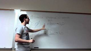 Lab Review - Starch Storage (Unit 10 Photosynthesis)