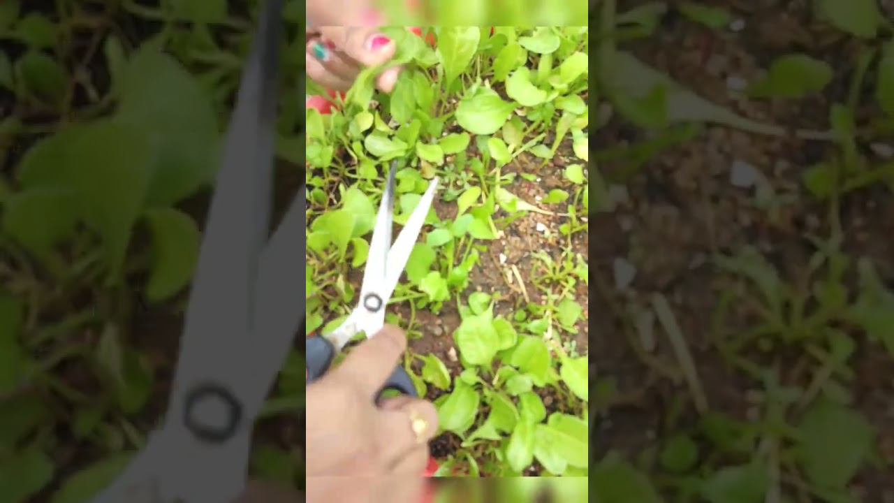 spinach regrowth||spinach regrowth caring and tips 