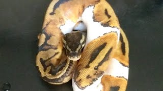 50%, 66% And 100% Hets Explained Live!